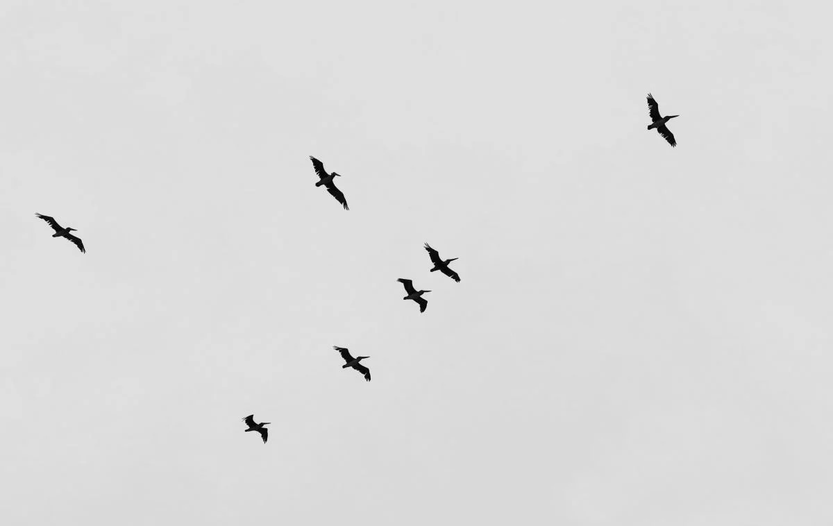Simurg